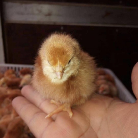 衡阳蛋鸡苗 产蛋王B380蛋鸡苗 海兰蛋鸡苗 红毛蛋鸡母苗螺丝鸡