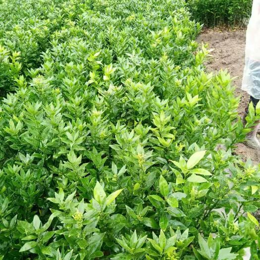 灵山县柑桔苗  091无核沃柑苗，不正包退，包邮，36小时发货