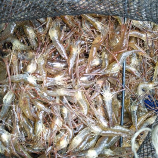 贵阳青虾 六条鱼”已经注册商标，质量是生存之本。贵州水库产，决无药虾。