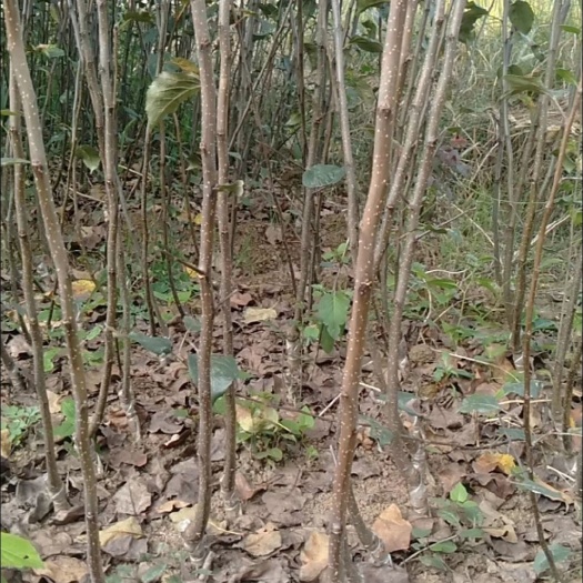 昭通维纳斯黄金苹果苗 1~1.5米