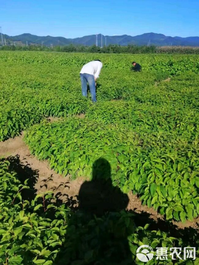  龙城二号软枣猕猴桃苗，自家苗圃，量大优惠，南北方均可种植