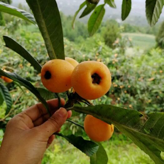 平邑县 大五星枇杷苗，基地直供，现挖发货，品种保证，量大优惠