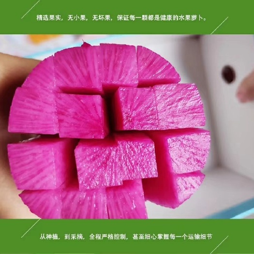 玉田县 全程质量可追溯的萝卜   绿色花菜间种模式  玫瑰花＋玫瑰萝