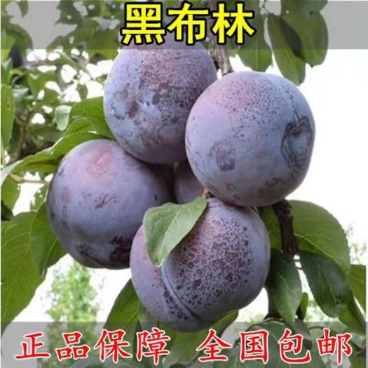 平邑县黑布林苗  美国黑李苗 黑布林李子苗嫁接苗包品种南北均可种
