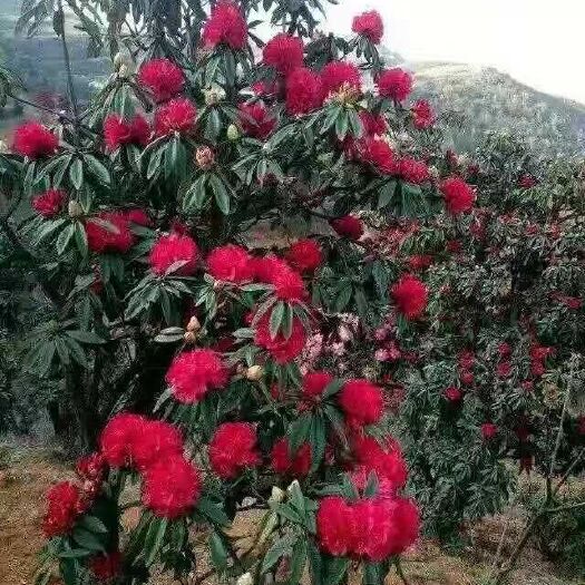 富源县 映山红