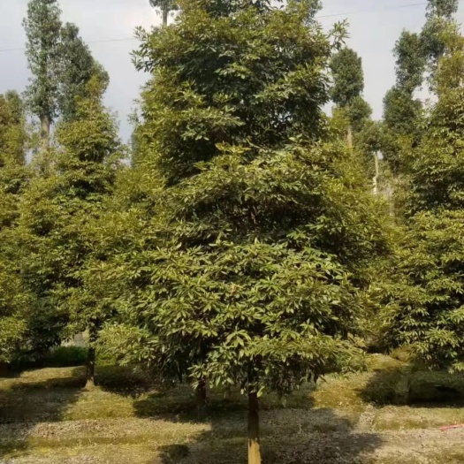 成都 桢楠 金丝楠木