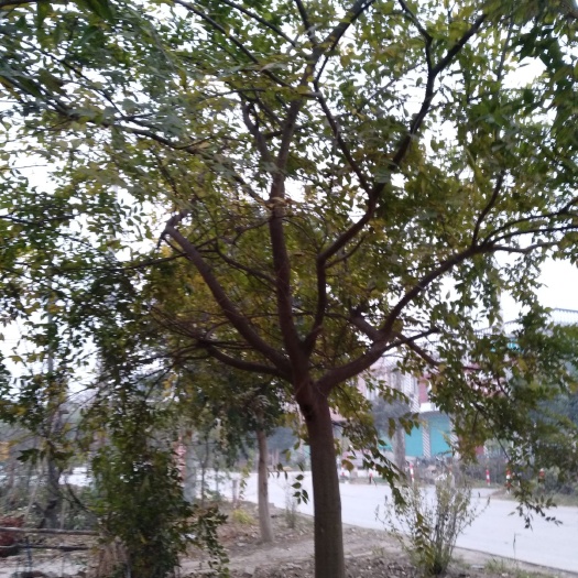 亳州 榔榆，朴树，乌桕，臭椿，苦楝，珊瑚朴