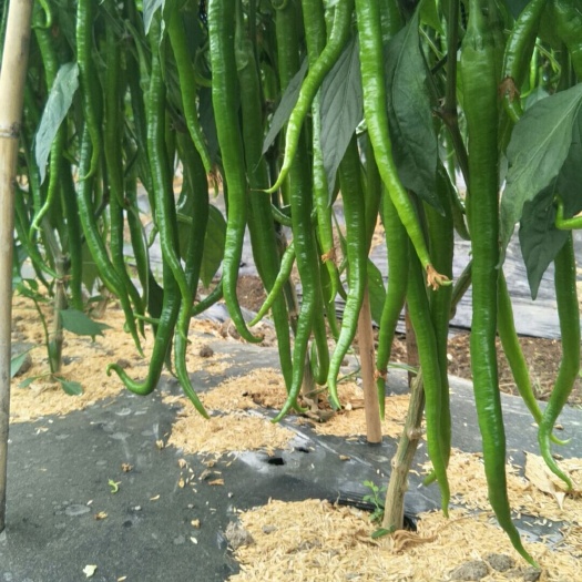 南安市黄皮辣椒 福建椒大量上市