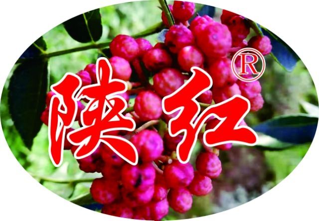 大荔县 花椒苗 陕红无刺嫁接花椒苗，韩城品质正品狮子头