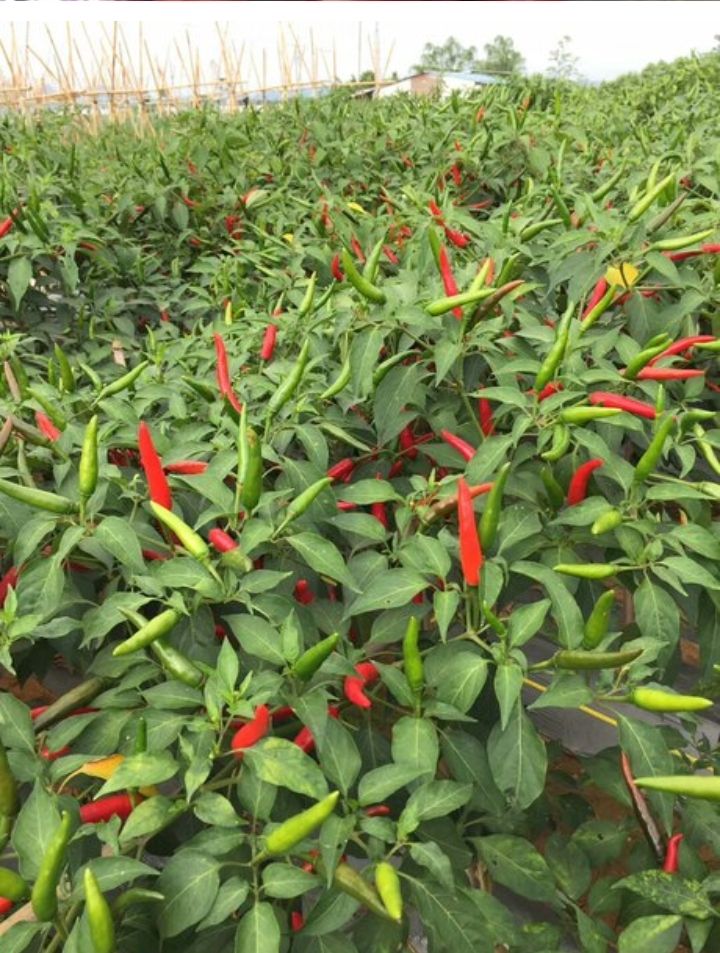 朝天椒种子 泰国高抗病高产艳红268单生朝天椒