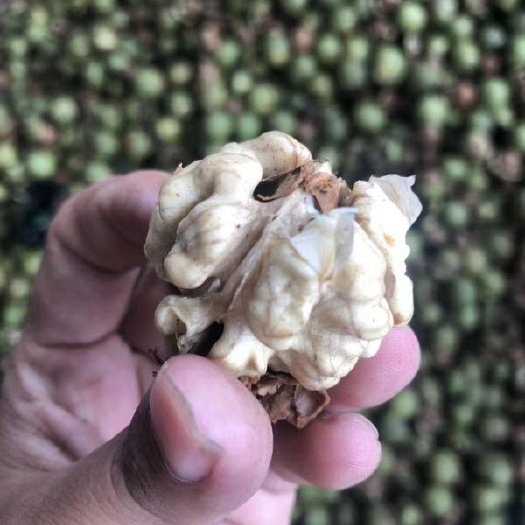 剑川县 纸皮核桃