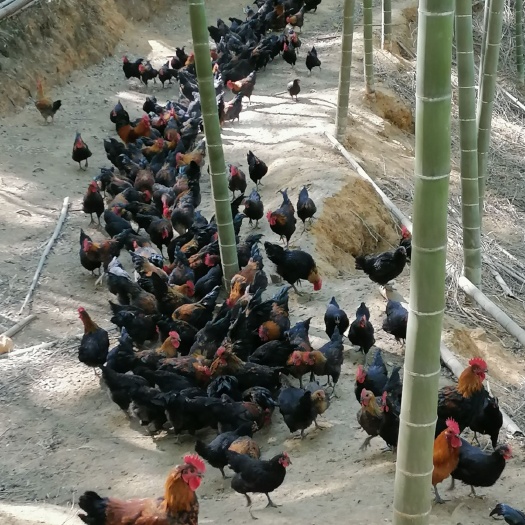南平 山里跑的全散养肉鸡