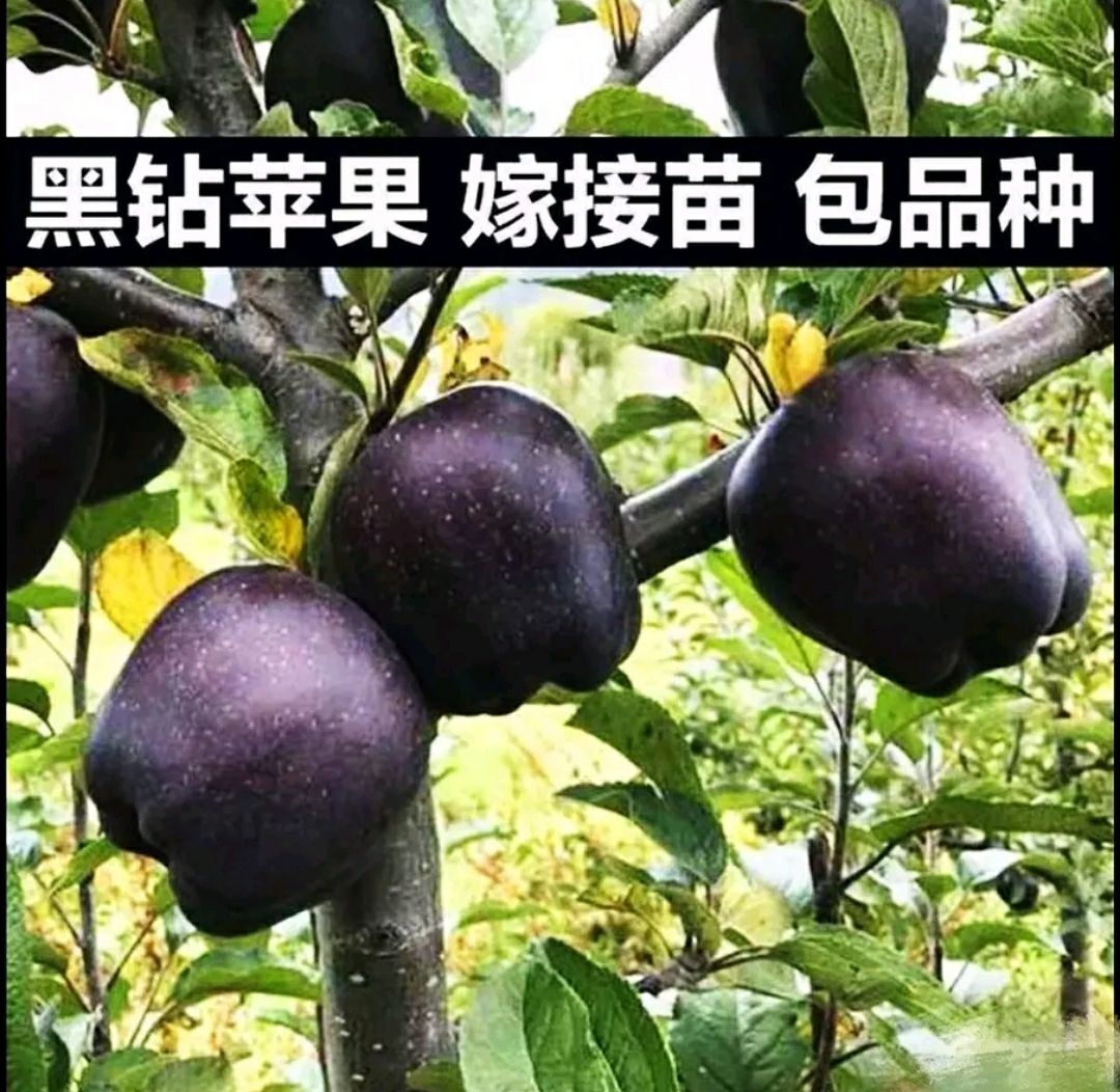 平邑县黑钻苹果树苗 黑钻苹果苗基地直供，现挖发货，品种保证，量大优惠，