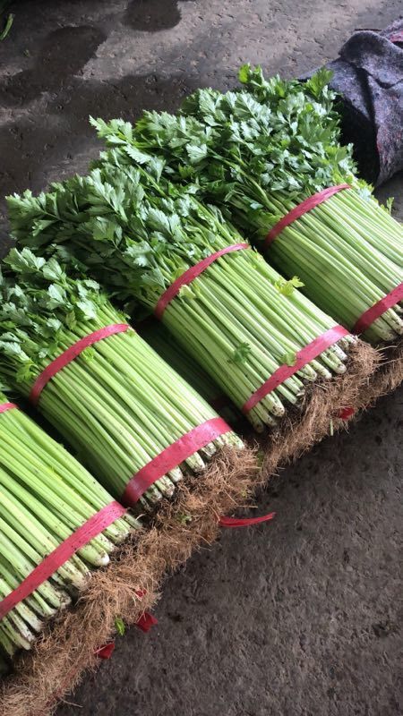 兰陵县精品香芹，产地直销，一手货源