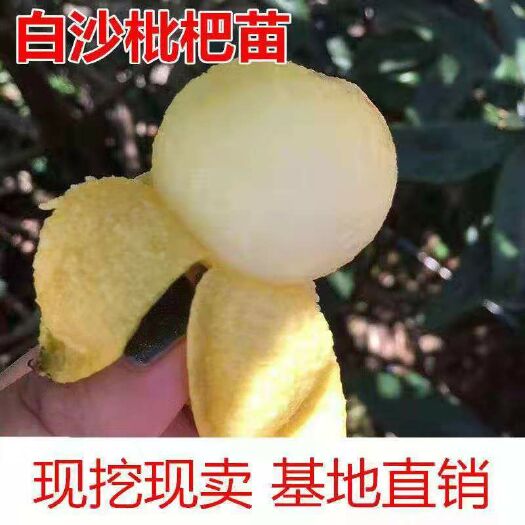平邑县白沙枇杷苗，白玉枇杷苗，基地直销三包发货