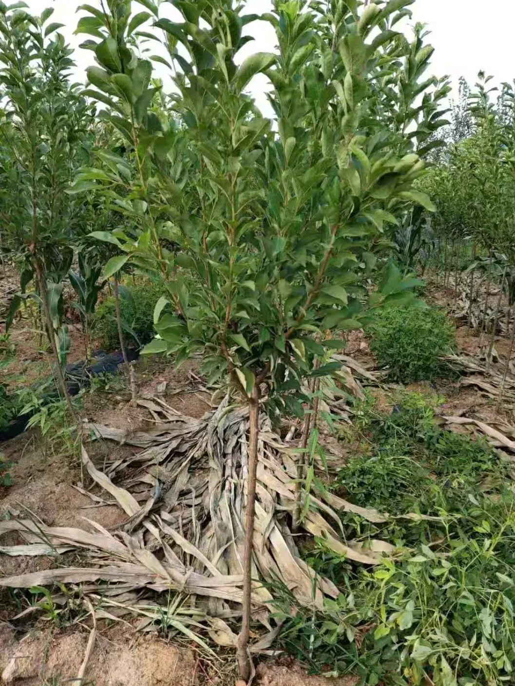 三華李苗 三華李子苗,基地直供,現挖發貨,品種保證,量大優惠