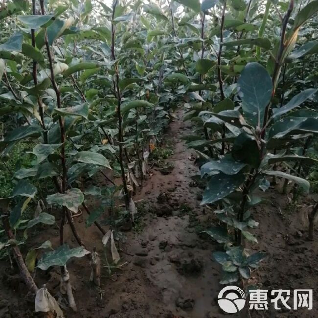 红肉苹果树苗 红肉苹果苗，自家苗圃，南北方均可种植