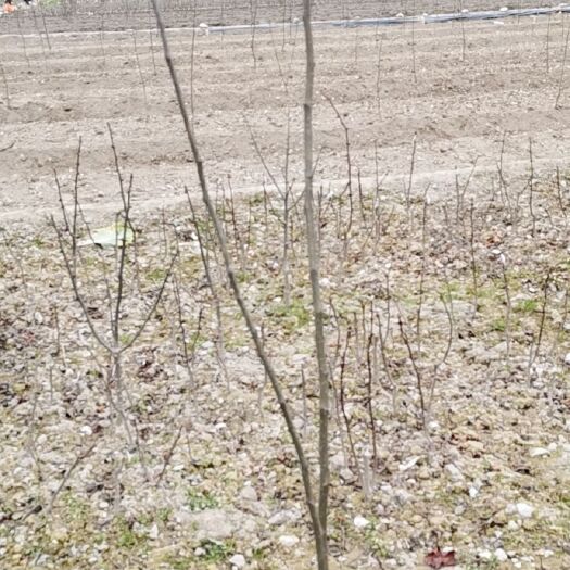陇南无刺花椒苗 正宗无刺大红袍树苗