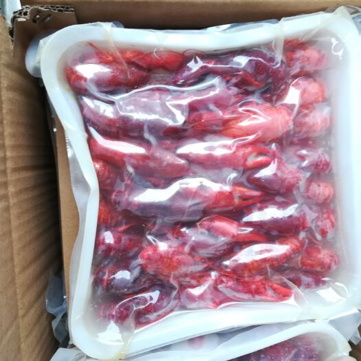 潜江市潜江小龙虾 4-6钱 稻田虾