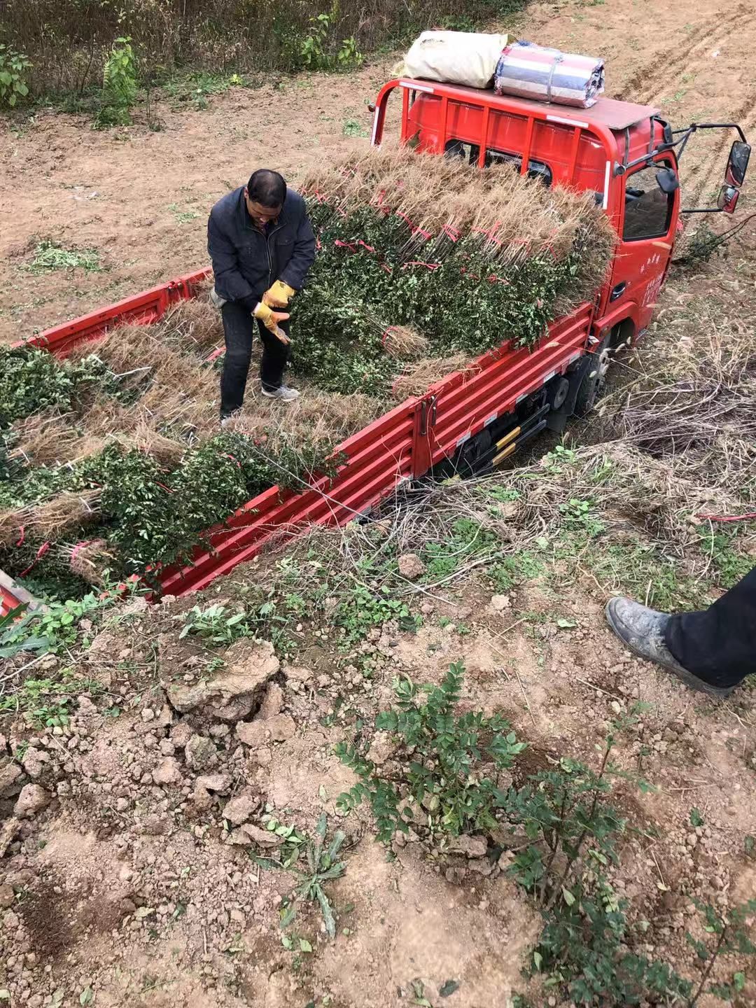 大红袍花椒苗  花椒苗，无刺花椒，大红袍花椒，产地直供，量大