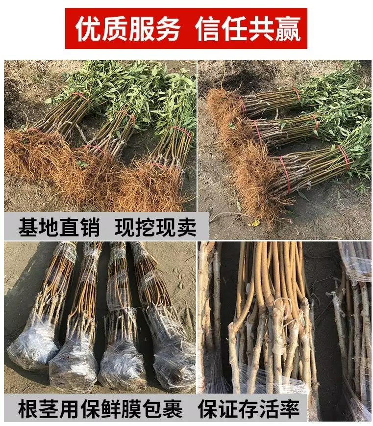  白如玉桃树苗，基地直供，现挖发货，品种保证，量大优惠