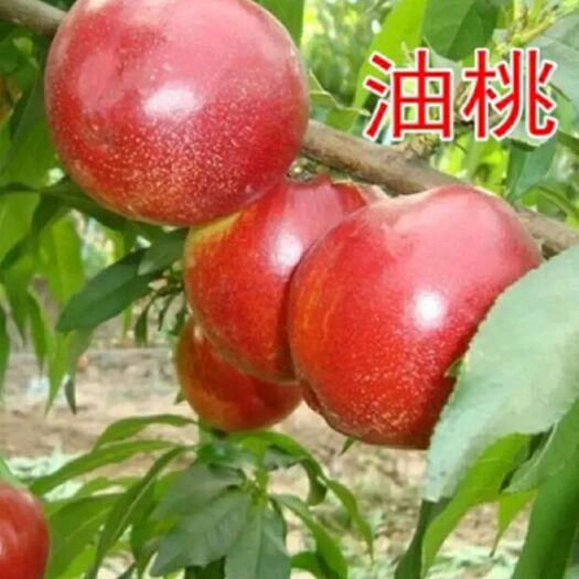 平邑县中油油桃苗 油桃苗，蟠桃苗，水蜜桃苗冬桃苗大量供应，自家苗圃，品种保证