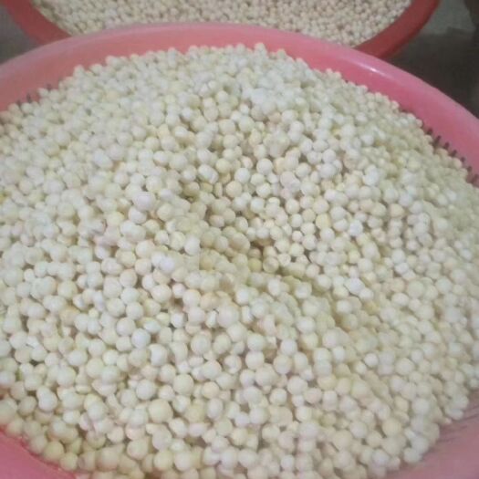 汕头鲜芡实
