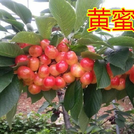 平邑县 黄蜜樱桃大樱桃苗樱桃树苗基地直销