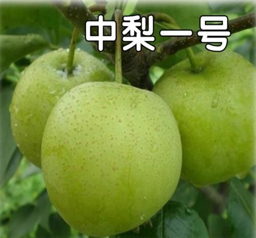 武陟县绿宝石梨苗 绿宝石，中梨一号