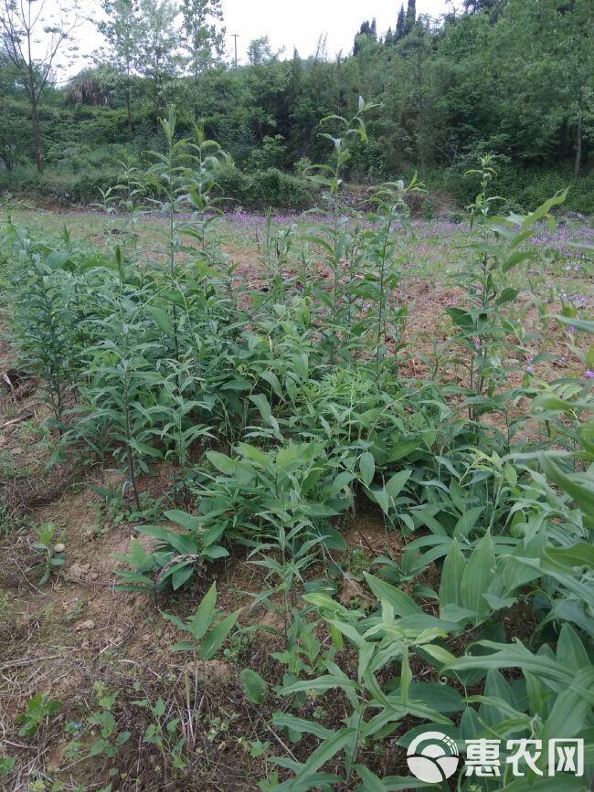 黄精种苗 黄精苗 黄精种径 芽头 存活率高