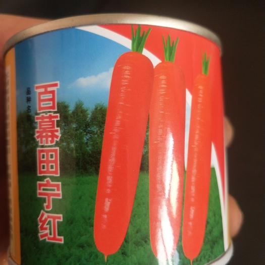  杂交胡萝卜种子