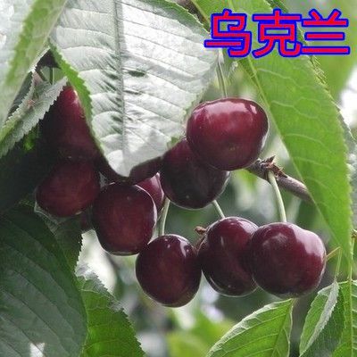 平邑县 乌克兰大樱桃苗樱桃树苗基地直销