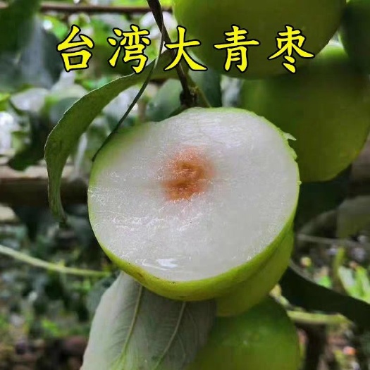 平邑县大青枣苗  牛奶大青枣 嫁接枣树苗 贵妃蜜枣脆甜水分
