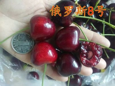平邑县俄罗斯8号樱桃苗 俄罗斯8号大樱桃树苗基地直销