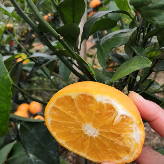 灵山县091无核沃柑苗  清甜爽脆，南北方可以种植。