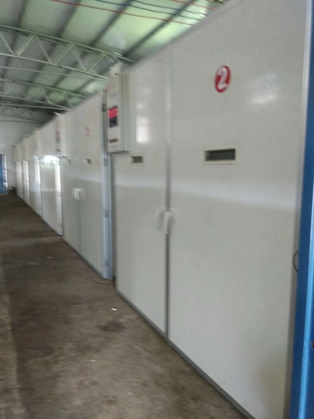蛋鸡苗 产蛋王B380蛋鸡苗 海兰蛋鸡苗 红毛蛋鸡母苗螺丝鸡
