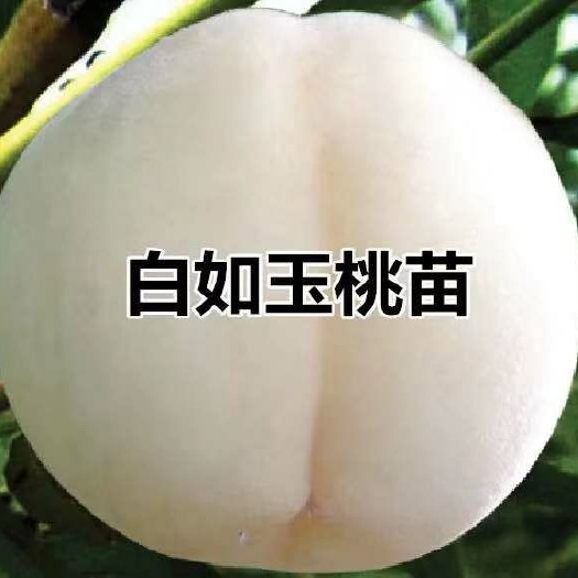 平邑县 白如玉桃树苗，基地直供，现挖发货，品种保证，量大优惠