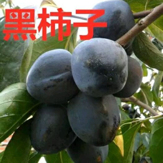 平邑县 黑柿苗，基地直供，现挖发货，品种保证，量大优惠