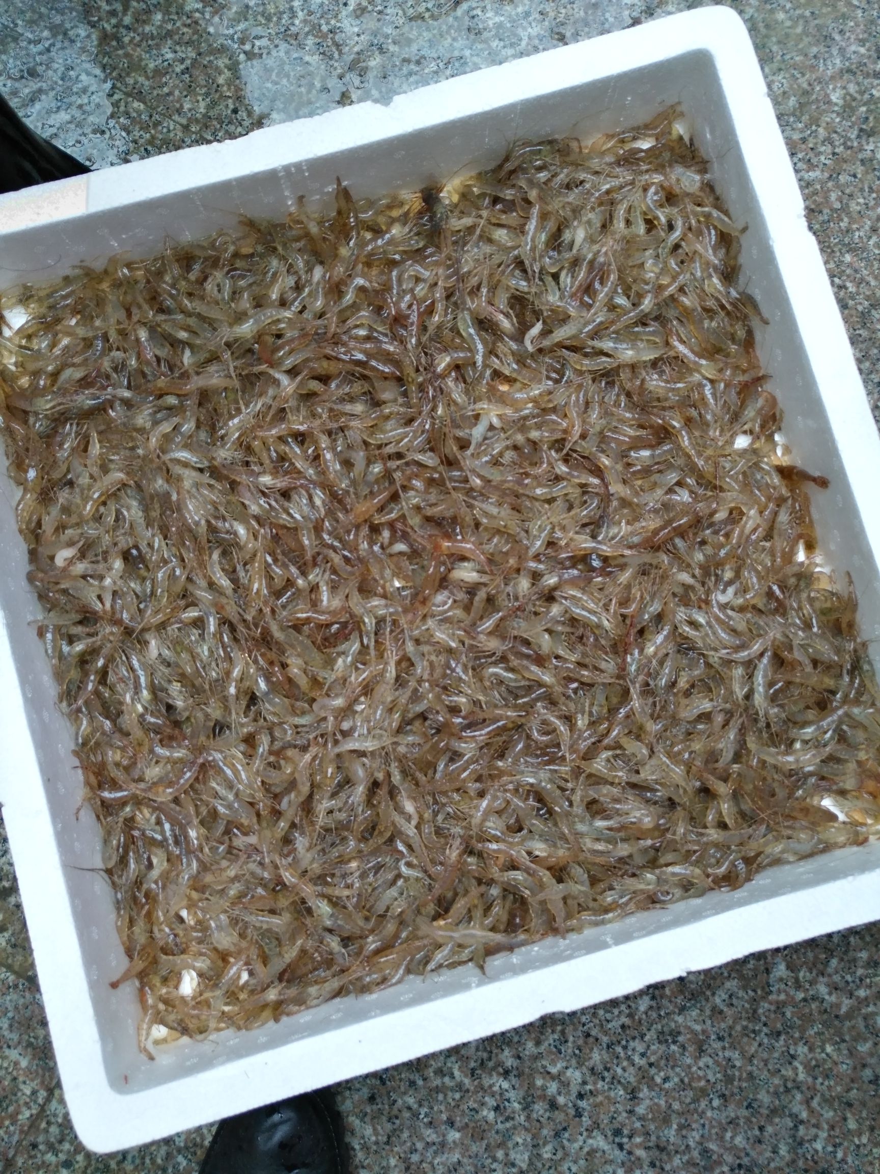 青虾 六条鱼”已经注册商标，质量是生存之本。贵州水库产，决无药虾。