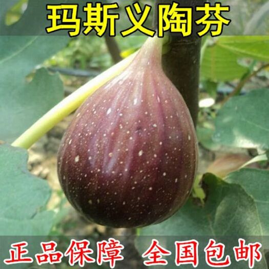 玛斯义陶芬苗 玛斯义陶芬无花果苗，品种保证，规格齐全，包成活，包结果