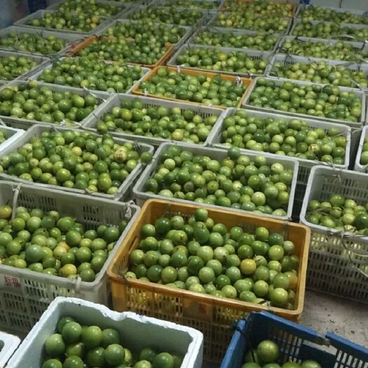 平和县黄金百香果每斤8块，100起批