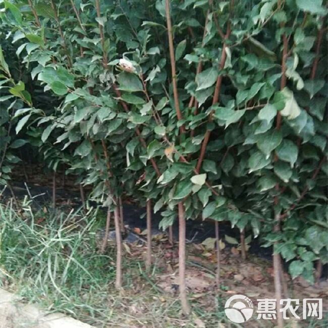  恐龙蛋李子苗，基地直供，现挖发货，品种保证，量大优惠