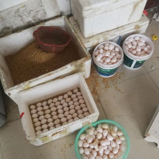 嘉祥县 鸽子蛋 纯粮食更健康