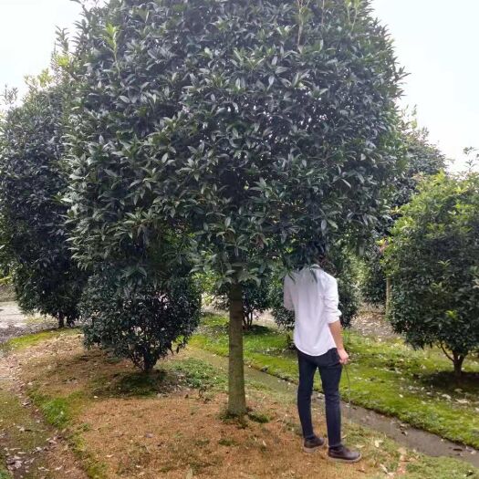 成都八月桂 12公分桂花批发价格｜桂花基地｜桂花促销