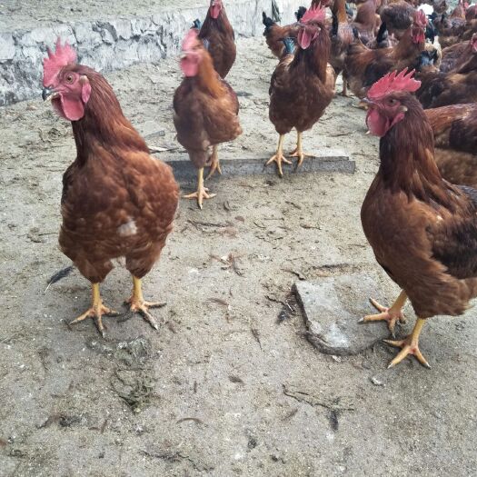 剑阁县 出售剑阁散养肉鸡400只