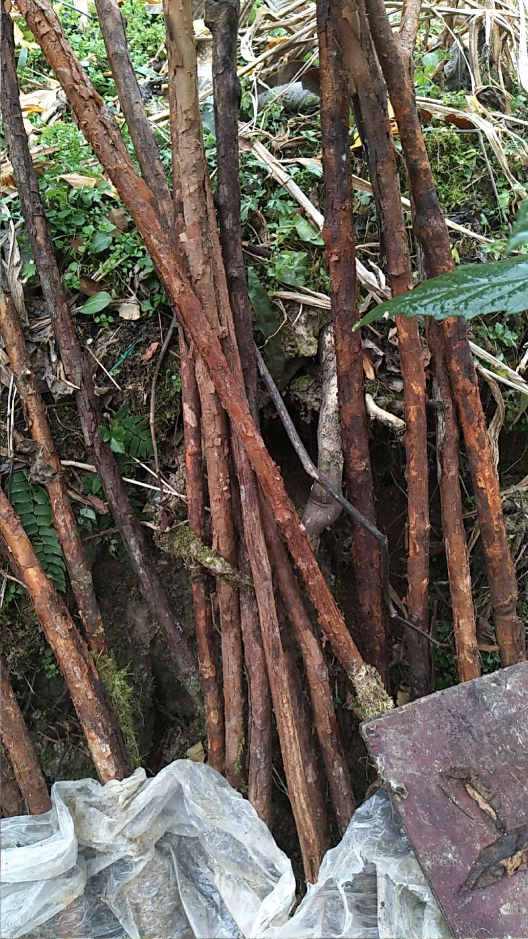 野生山木香有几种图片图片