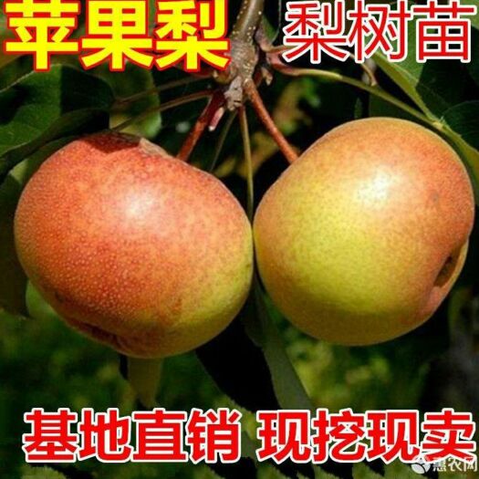 平邑县苹果梨种苗 苹果梨苗，自家苗圃，现挖发货，南北方均可种植