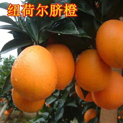 纽荷尔脐橙苗 口感好，产量高，市场价格高，值得栽种