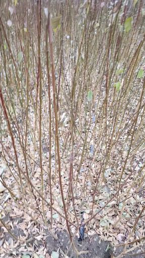 红梅  原生扦插宫粉梅小苗