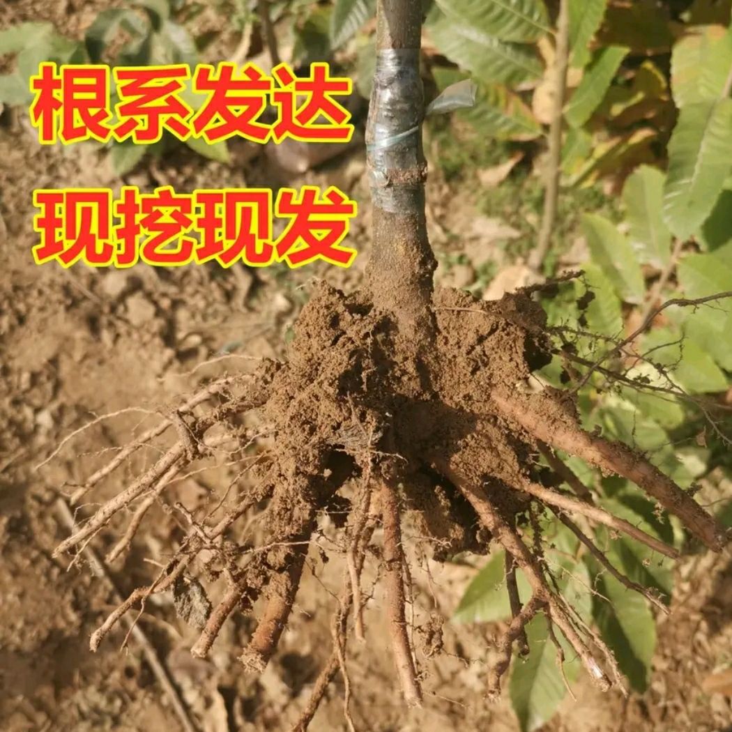  锥栗苗，品种保证量大优惠南北方均可种植